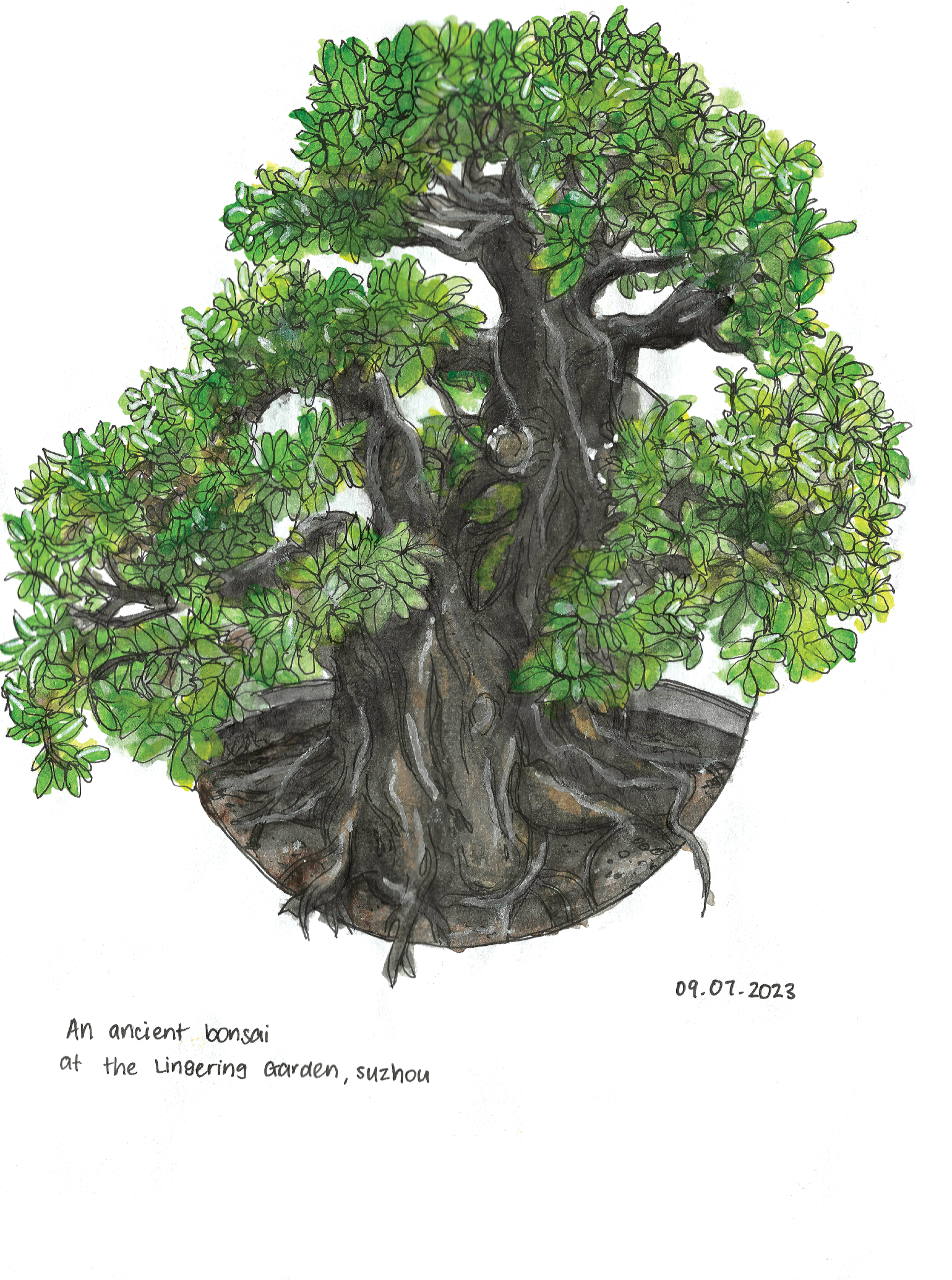 Watercolour illustration