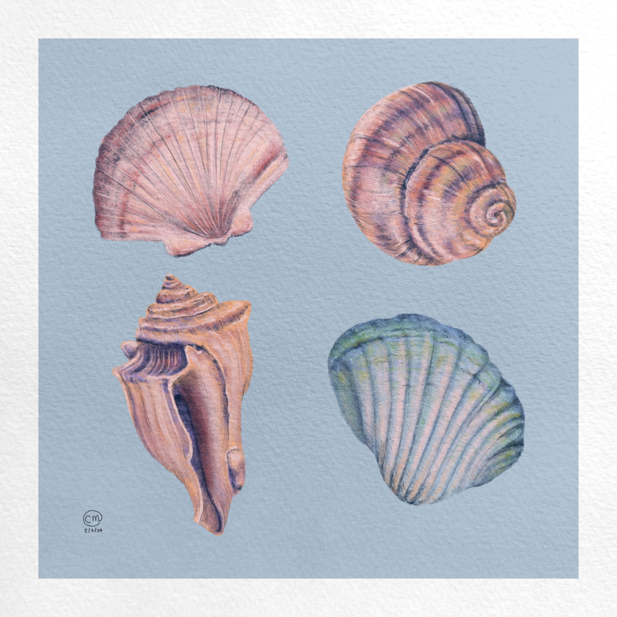 Digital painting of shells.