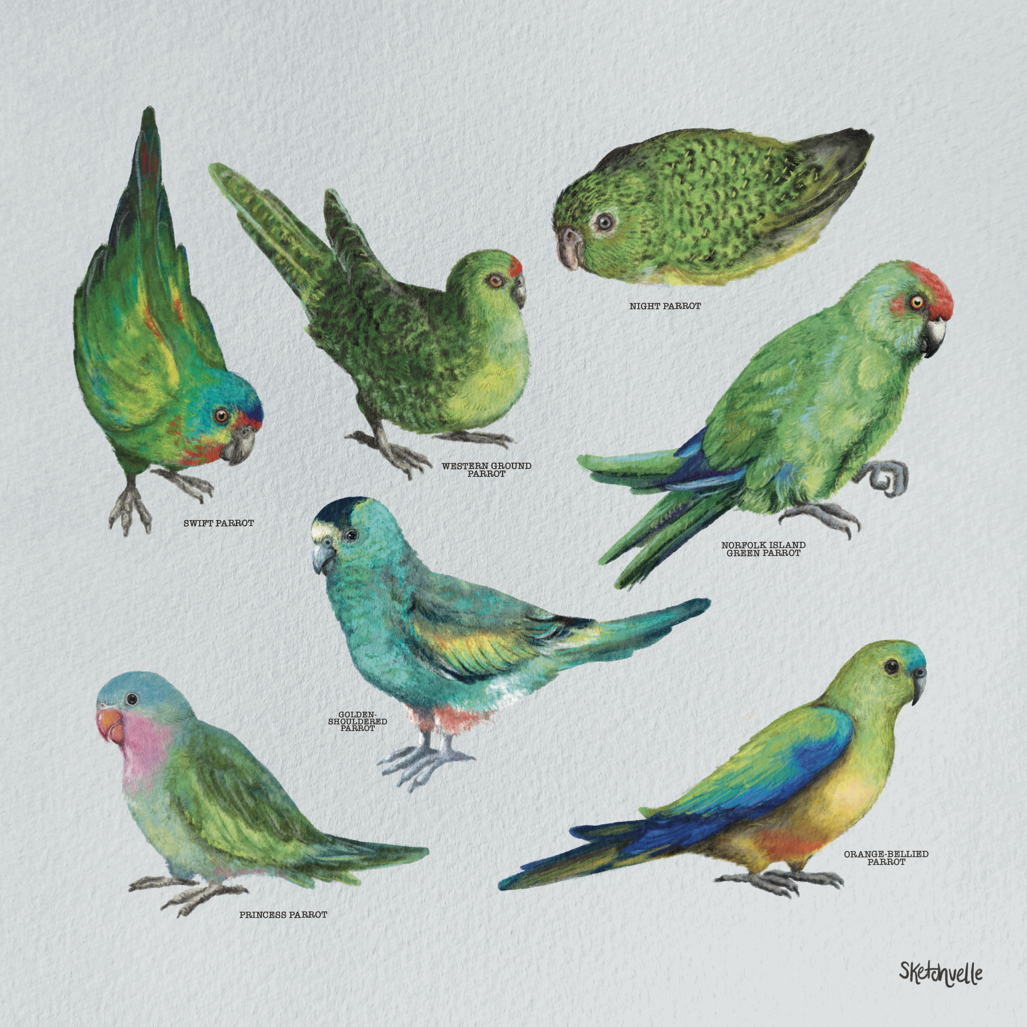Drawings of Australian parrots currently on the threatened species list.